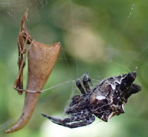 Rhomphaea nasica